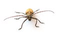 Bug isolated white background Royalty Free Stock Photo
