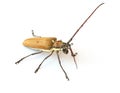Bug isolated white background Royalty Free Stock Photo