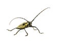 Bug isolated white background. Royalty Free Stock Photo