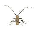 Bug isolated white background. Royalty Free Stock Photo