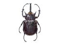 Bug isolated on white background Royalty Free Stock Photo