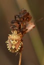 Patterned Shield Bug on Dry Plant Royalty Free Stock Photo