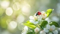 bug ladybug on the white apple flower summer day light on blurred nature background Royalty Free Stock Photo