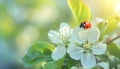 bug ladybug on the white apple flower summer day light on blurred nature background Royalty Free Stock Photo