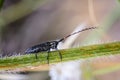 Bug large antennas on branch