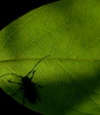 Bug on the leaf Royalty Free Stock Photo
