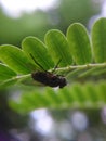 Bug leaf HD Royalty Free Stock Photo