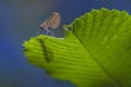 Bug on a leaf Royalty Free Stock Photo