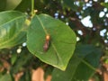 Bug on a leaf