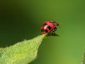 Bug on leaves blurred background