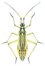 Bug Leptopterna dolabrata Royalty Free Stock Photo