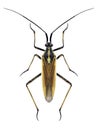 Bug Leptopterna dolabrata Royalty Free Stock Photo