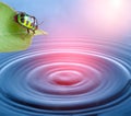 bug life and fresh water with wave pattern Royalty Free Stock Photo