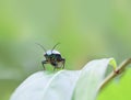 bug life on green background Royalty Free Stock Photo