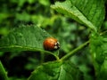 Bug life after the rain Royalty Free Stock Photo