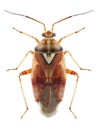 Bug Lygus pratensis Royalty Free Stock Photo
