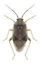 Bug Lygus rugulipennis Royalty Free Stock Photo