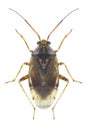 Bug Lygus wagneri Royalty Free Stock Photo