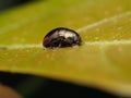 Bug, macro, fly, 60mm, ladybug