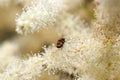 Bug on meadowsweet flowers