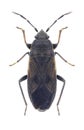 Bug Megalonotus chiragra