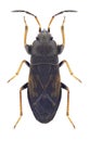 Bug Megalonotus sabulicola