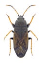Bug Megalonotus sabulicola