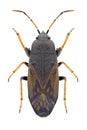 Bug Megalonotus sabulicola Royalty Free Stock Photo