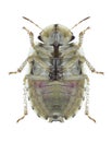 Bug Menaccarus arenicola underside