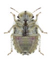 Bug Menaccarus arenicola underside Royalty Free Stock Photo
