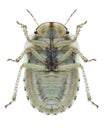 Bug Menaccarus arenicola underside