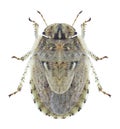 Bug Menaccarus arenicola