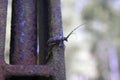 Bug monochamus galloprovincialis on rusted iron rusted metal summer