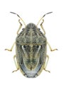 Bug Neottiglossa leporina Royalty Free Stock Photo
