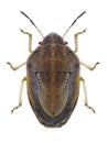 Bug Neottiglossa leporina Royalty Free Stock Photo
