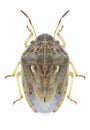 Bug Neottiglossa leporina Royalty Free Stock Photo