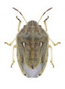 Bug Neottiglossa leporina Royalty Free Stock Photo