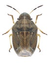 Bug Neottiglossa pusilla Royalty Free Stock Photo