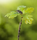 Bug on oak twig top Royalty Free Stock Photo