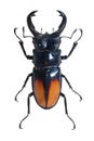 Bug Odontolabis Spectabilis Royalty Free Stock Photo