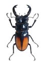 Bug Odontolabis Spectabilis