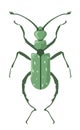 Bug Oedemera nobilis false oil beetle, vector