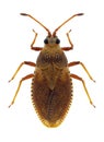 Bug Oncochila simplex