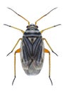 Bug Opisthotaenia fulvipes Royalty Free Stock Photo