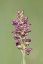 Bug Orchid / Wanzen-Knabenkraut / Orchis coriophora