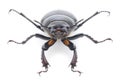 Bug (Oryctes Nasicornis)