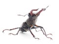 Bug (Oryctes Nasicornis)