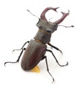 Bug Oryctes Nasicornis Royalty Free Stock Photo