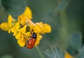 Bug over yellow flower and blurred background Royalty Free Stock Photo