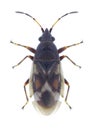 Bug Oxycarenus modestus Royalty Free Stock Photo